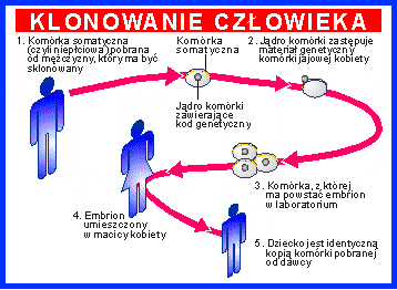 schemat klonowanie czowieka